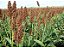 Semente de Sorgo Brs Ponta Negra 10KG - Imagem 3