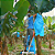Saco P/ Proteção Cacho De Banana 75x150 - 1 Bobina C/ 50 Unidades - Imagem 4
