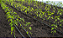 Mangueira Gotejamento 1000 M Petroisa 50Cm - 2,60L/H 8MM Irrigação Agrícola - Imagem 3