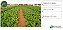 Semente Rucula Selecta Folha Larga Horticeres 500g 2 Pacotes - Imagem 4