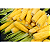 Milho Verde CS 3663 18kg - Resistente Pragas Comuns - Imagem 4