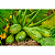 Sementes Abóbrinha Italiana Caserta 100G Horticeres Cíclo Rápido - Imagem 4