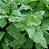 Sementes De Espinafre Nova Zelândia 200G Horticeres Produtiva - Imagem 3