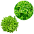 Alface Crespa Green Frizzly 1000 Sementes Horticeres Alta Resistência - Imagem 3
