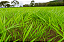 60kg Semente Brachiaria Decumbens CV50 Para Pastagem Alta Produção - Imagem 3