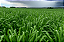 20kg Sementes Capim Panicum Maximum Mombaça Top Seeds - Pastagem Produtiva e Resistente - Imagem 3