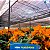 Tela 4X5 Sombreamento Preta + 5.000 Sementes Alface Crespa - Horticeres - Imagem 6