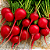 150g Sementes Rabanete Vermelho Saxa Isla - Alta Germinação - Imagem 4