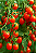Sementes 4g Tomate Cereja Isla - Ideal Para Clima Tropical - Imagem 4