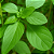 150g Semente Manjericão Alfavaca Verde - Feltrin - Imagem 3