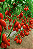 Sementes 3g Tomate San Marzano Isla Ideal para Horta Caseira - Imagem 3