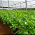300g Sementes de Agrião Topázio Do Seco - Feltrin - Imagem 4
