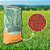 20kg Sorgo Ponta Negra Selegrãos – Ideal para Silagem e Pastejo - Imagem 4
