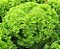 20g Sementes de Alface Crespa Horticeres – Ciclo de 60-65 Dias - Imagem 4