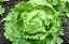10g Sementes de Alface Americana Horticeres – Ciclo de 65-80 Dias - Imagem 4