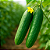 Semente Pepino Verde Comprido Isla 500g – Ideal para Cultivo em Solo - Imagem 3