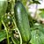 1,5G Semente de Pepino Caipira Green  Pick Híbrido - Isla - Imagem 3