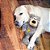 Brinquedo para Cães Kong Wild Knots Bear Medium/Large (NKR1) - Imagem 6