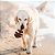 Brinquedo para Cães Benebone Fishbone M - Imagem 6