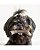 Brinquedo para Cães Benebone Tiny 2 Pack Maple + Zaggler - Imagem 7