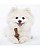 Brinquedo para Cães Benebone Tiny 2 Pack Maple + Zaggler - Imagem 6