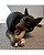 Brinquedo para Cães Kong Chewstix Tough Anter Large (PSW13) - Imagem 4