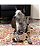 Brinquedo para Cães Kong Pupsqueaks Tucker Medium (PUSQ21) - Imagem 3