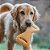 Brinquedo para Cães Benebone Dental Chew Amendoim M - Imagem 4