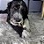 Brinquedo para Cães Kong Bamboo Rockerz Stick Small/Small (BMS31) - Imagem 3