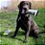 Brinquedo para Cães Kong Bunji High-Viz Bumper Assorted Medium (LFHZ2) - Imagem 5