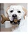 Brinquedo para Cães Benebone Stick Bacon - Imagem 5