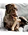 Brinquedo para Cães Benebone Stick Bacon - Imagem 6