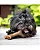 Brinquedo para Cães Benebone Stick Bacon - Imagem 7