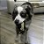 Brinquedo para Cães Kong Snuzzles Mini Otter XSmall (SNZM55) - Imagem 7