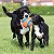 Brinquedo para Cães Chuckit Bola Kick Fetch Large - Imagem 6