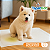 Tapete Higiênico Pet 50 Unidade 60x60 Absorvente Descartável TapetEco Mec G Pet - Imagem 7