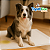 Tapete Higiênico Cachorro 30un 90x60 Absorvente Descartável - Imagem 5