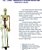 COL 1102B - ESQUELETO HUMANO 85CM COM NERVOS E VEIAS - Imagem 1