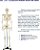 COL - 1102 ESQUELETO HUMANO 85CM COM TRIPÉ - Imagem 1