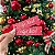 Tag Palito Hot Stamping "Feliz Natal" - Coleção Natal - Imagem 1