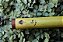 Flauta tipo Bansuri indiano, Bb 432hz - Imagem 6