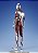 Shin Ultraman Special Edition Ultraman S.H. Figuarts Bandai Original - Imagem 2