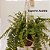 Suporte para Plantas - Escolha seu modelo favorito - Imagem 7