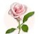 Coroa de Flores em Formato de Coração com Crisântemos e Rosas - Imagem 3