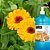OURIBEL SABONETE LIQUIDO 1 LITRO CALENDULA - Imagem 2
