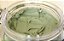Máscara de Argila Verde (Ação Cicatrizante) - 60g - Imagem 1