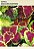 Semente Coleus Arco Iris Sortid 0,15g - Multi - Imagem 1