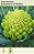 Semente Couve-Brocoli Roman 0,8g 124.21 - Imagem 1