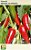 Semente Pimenta Iberaba Jalapenho 0,8g - Imagem 1