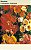 Semente Nemesia Strumosa Sort 0,1g - Imagem 1